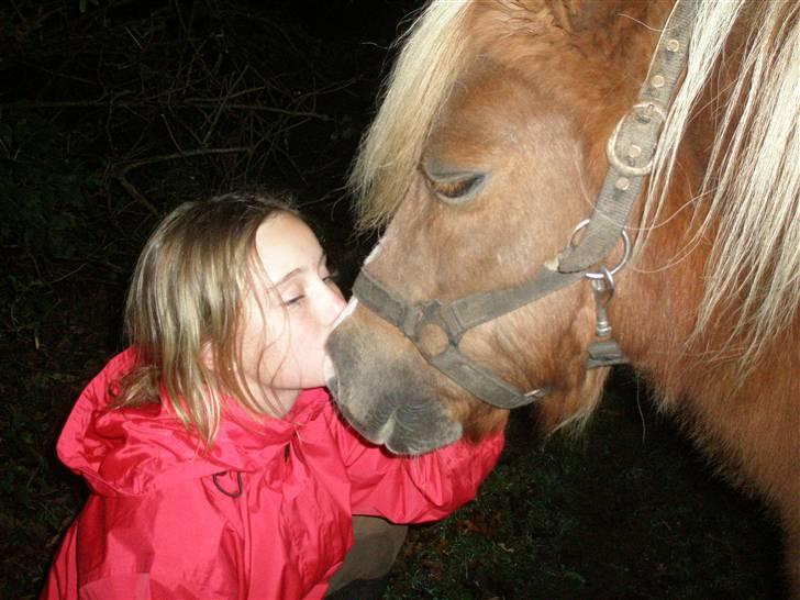 Shetlænder Lotte <3 #R.I.P :'/ # - Lotte? et kærligheds kys fra mig<33 billede 15