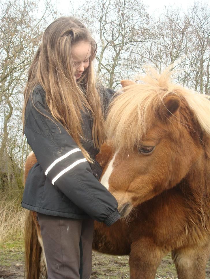 Shetlænder Lotte <3 #R.I.P :'/ # - arrh, hvor er i bare quide<3 elsker jer<33 billede 16