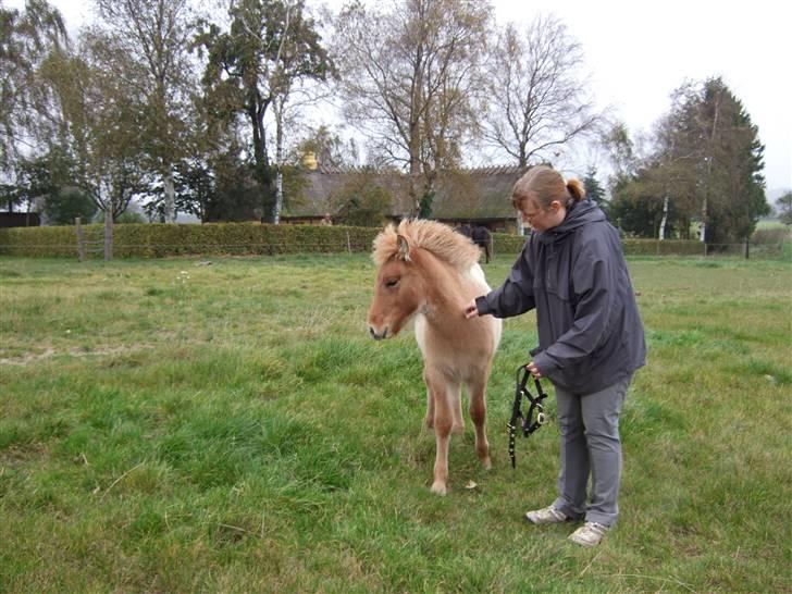 Islænder Freja fra Højbjerg - Her er jeg ved at liste en grime nær Freja, hun er dog ikke helt med på ideen, me mon ikke øvelse gør mester :o) 16 okt 07 billede 8