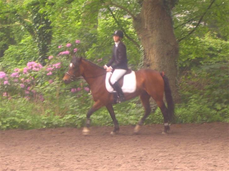 New Forest Moonlight (gammel part) - her går hun slet ikke pænt :p men det er et meget godt billed... billede 13