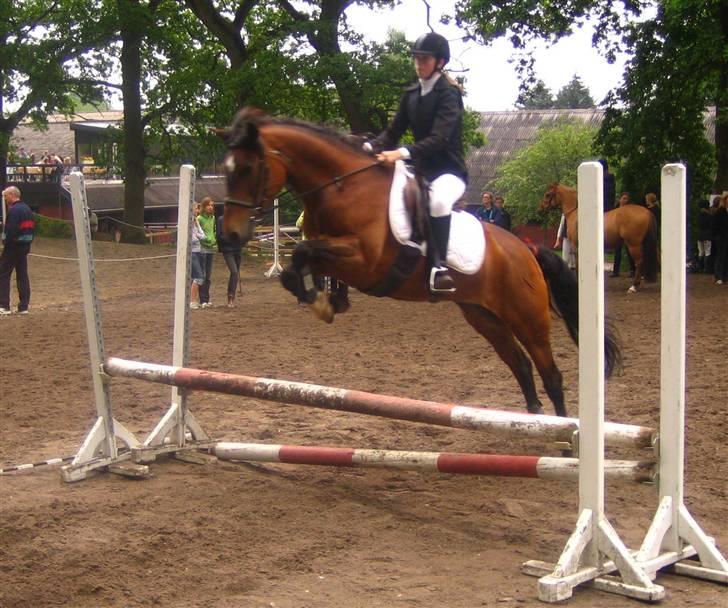 New Forest Moonlight (gammel part) - Det ser rimeligt vildt ud men bare fordi hun sætter for tidligt.. hehe billede 14