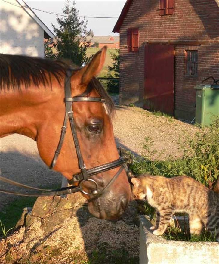 Fuldblod (XX) Fourier (DEN) xx - Fourier og missemor.. :D sommeren 2006 billede 10