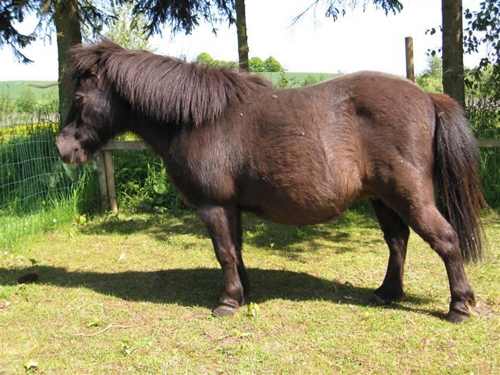 Shetlænder Tulle billede 2