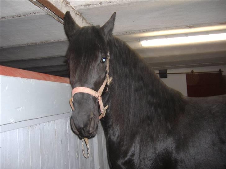 Frieser Nora v.d. Witmoos  - December 2007 billede 12