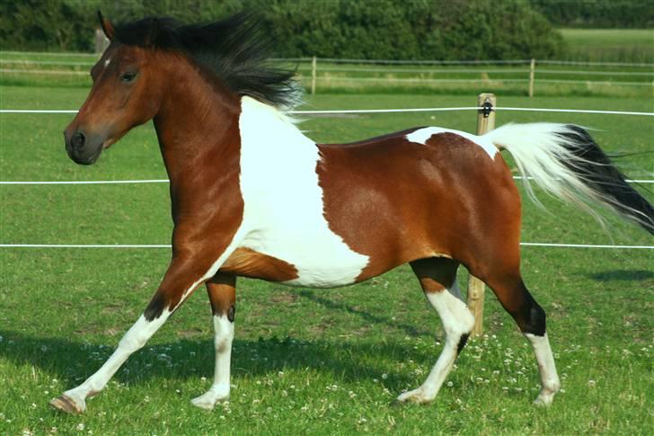 Pinto Indy  - min frie pony ! (: <3  billede 18