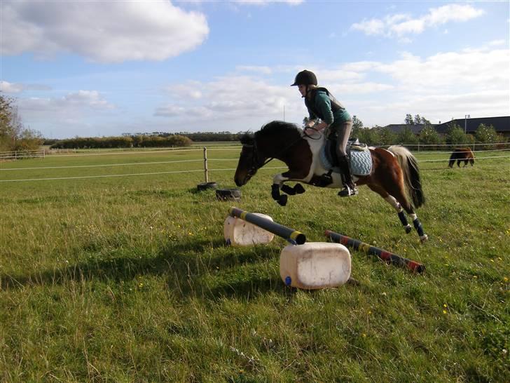 Pinto Indy  - Spring trænning. ikke så højt da hun var ude af form!! xD billede 19