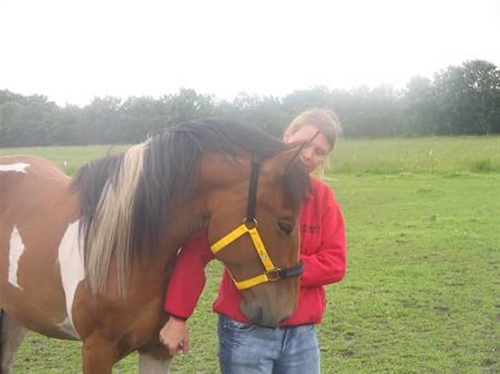 Pinto  Lupin a prena  solgt hulk - så er der nusse tid billede 8