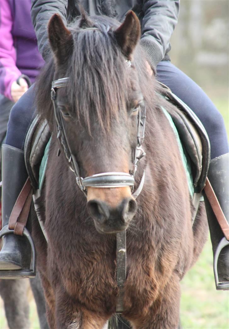 Welsh Pony af Cob-type (sec C) Ellekildes Luna billede 2