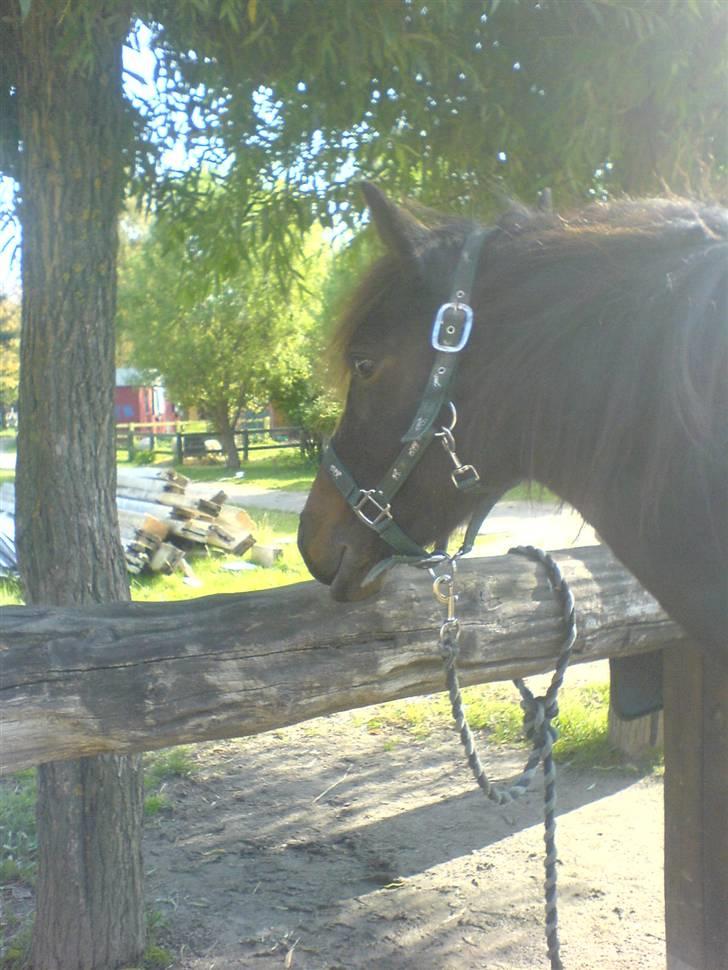 Welsh Pony af Cob-type (sec C) Ellekildes Luna billede 4