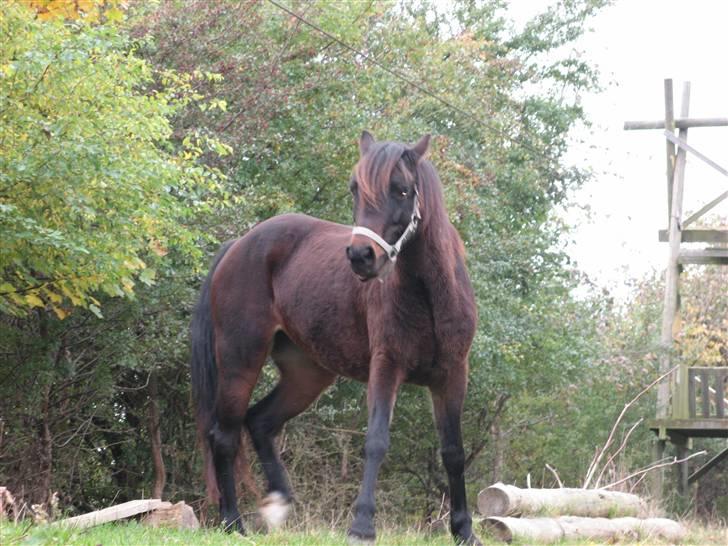 Welsh Pony af Cob-type (sec C) Ellekildes Luna billede 7