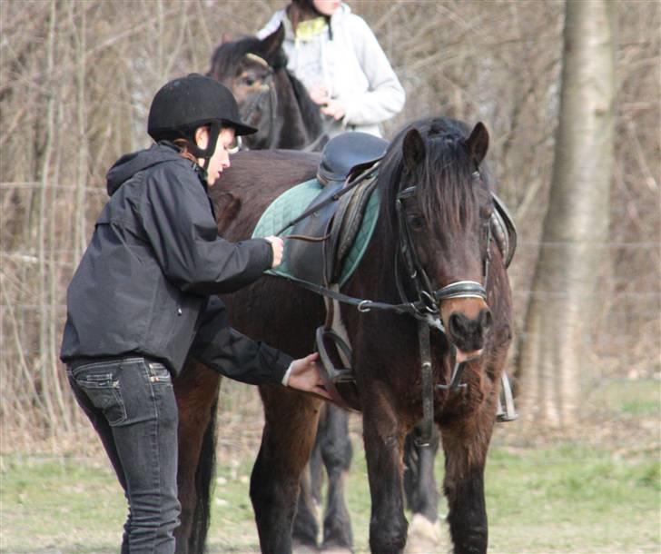 Welsh Pony af Cob-type (sec C) Ellekildes Luna billede 8