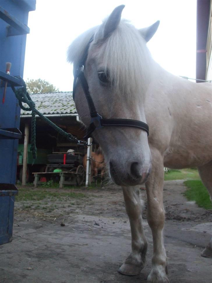 Palomino Oswald har passet billede 7