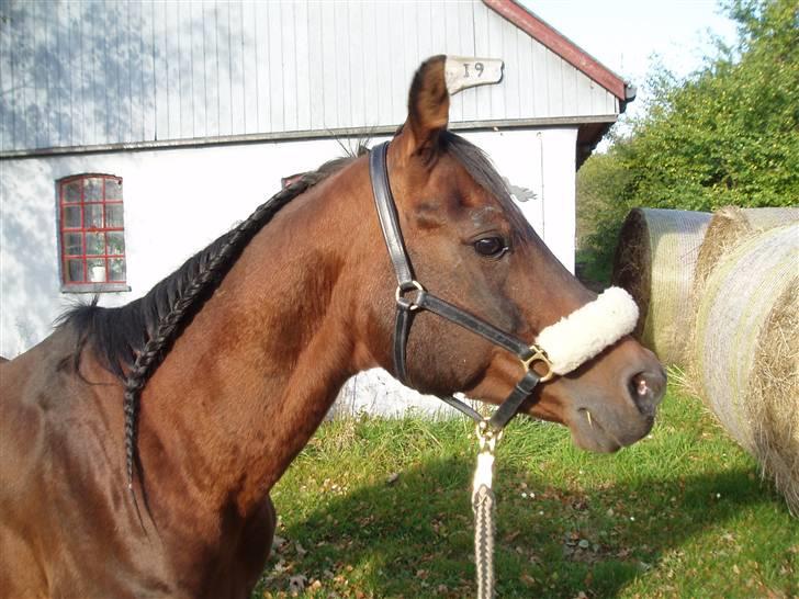 Arabisk fuldblod (OX) Misbi - Hey smukke (: billede 18