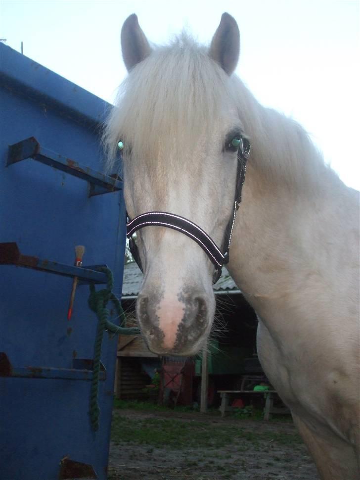 Palomino Oswald har passet billede 8