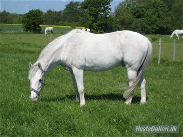 Tysk Sportspony Dacapo 184  - så smuk , 18 år. <3 billede 3