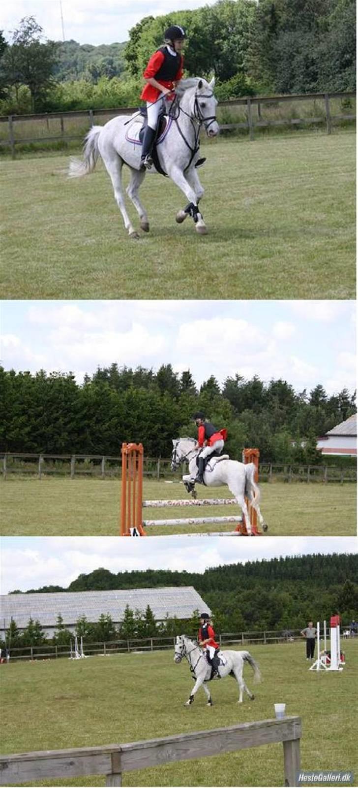 Tysk Sportspony Dacapo 184  - springstævne billede 4