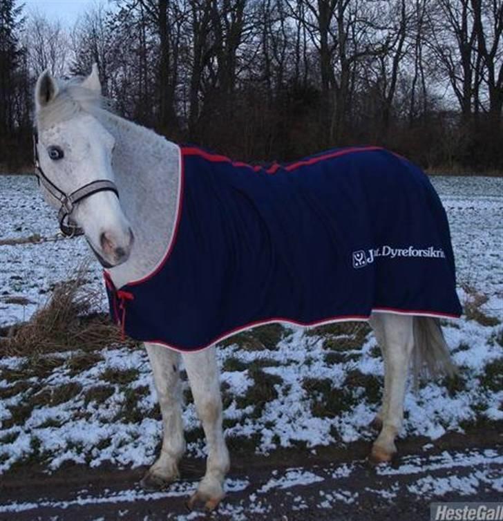 Tysk Sportspony Dacapo 184  - vinter billed af den skønne. billede 7