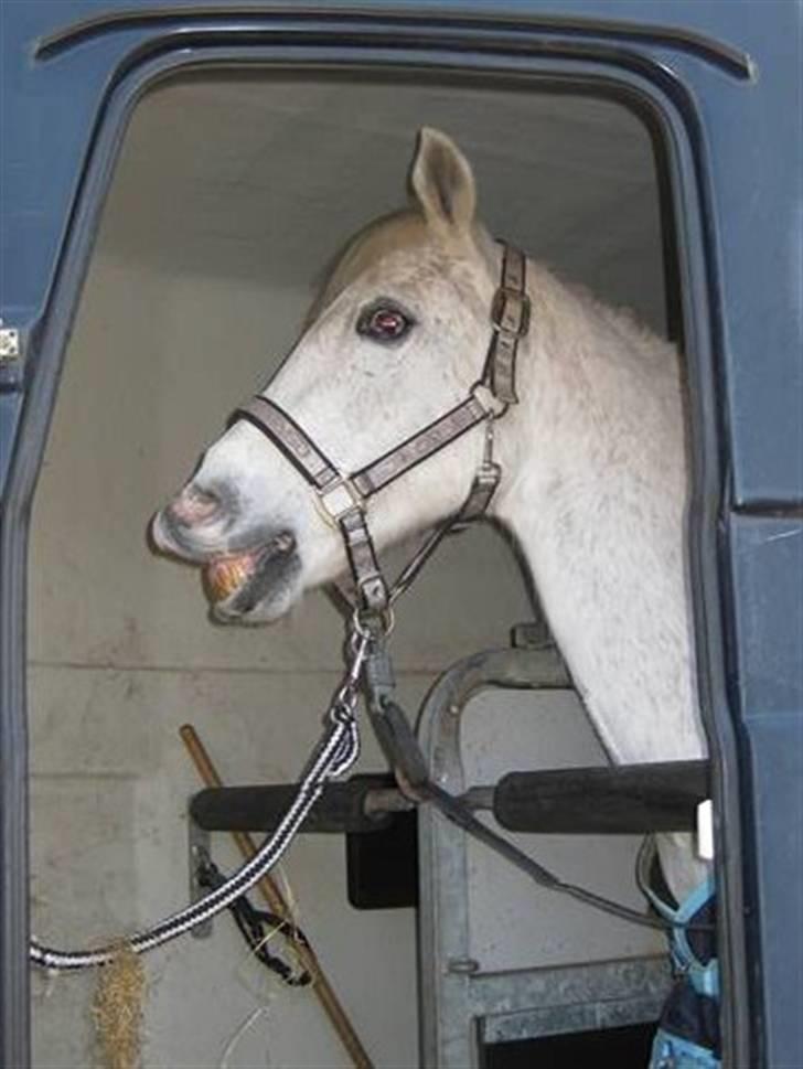 Tysk Sportspony Dacapo 184  - god stil (: glade mand billede 8