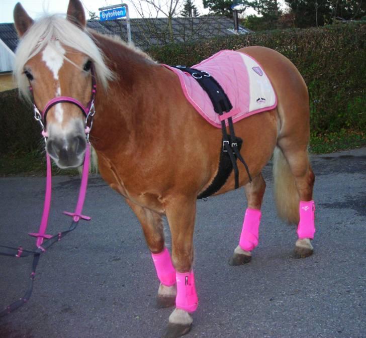 Haflinger Santana - dejlige dreng i pink ;) billede 17