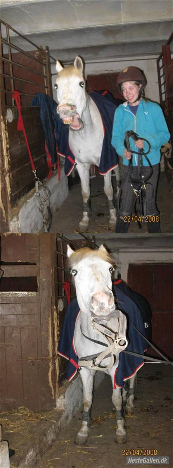 Tysk Sportspony Dacapo 184  - i en hyggestund i stalden (: billede 13