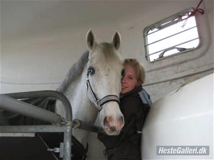 Tysk Sportspony Dacapo 184  - efter et vellykket springstævne! (:  billede 14