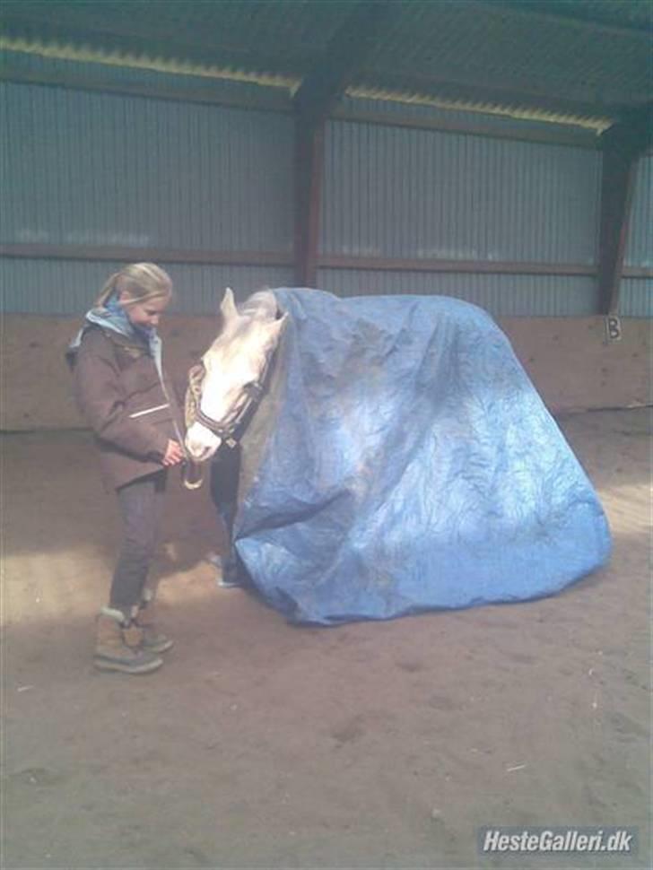 Tysk Sportspony Dacapo 184  - det første møde med presseningen, Dacapo var cool :D <3 billede 15