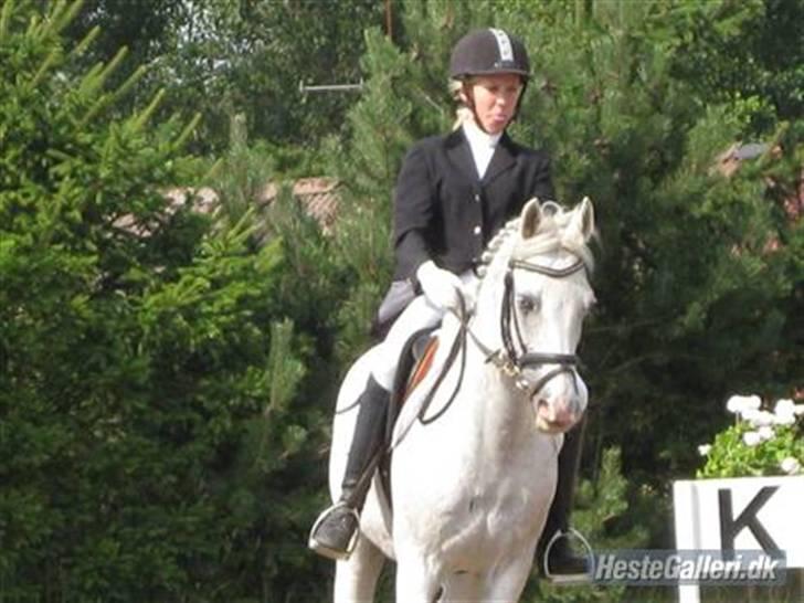 Tysk Sportspony Dacapo 184  - sidste stævne :´( LA1 <3 billede 16