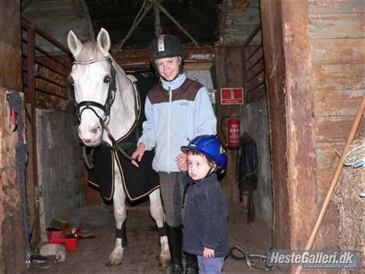 Tysk Sportspony Dacapo 184  - den børnevenlige Dacapo, lille Ellen-sofie skulle have en skridt tur :) :) :) billede 17