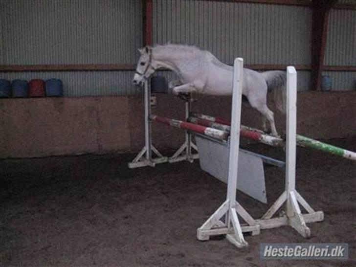 Tysk Sportspony Dacapo 184  - vild pony, wee. Han synes det er sjovt :D billede 18