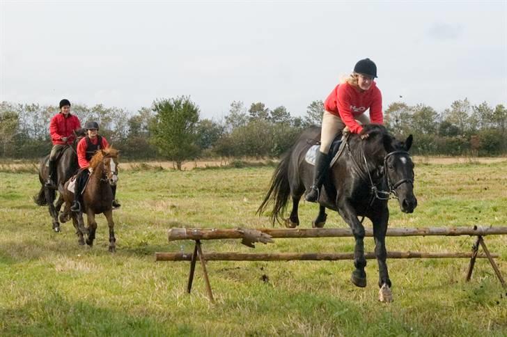 Oldenborg Kielstrupgårds MR. Malou  - igen på jagt oppe i hals billede 18