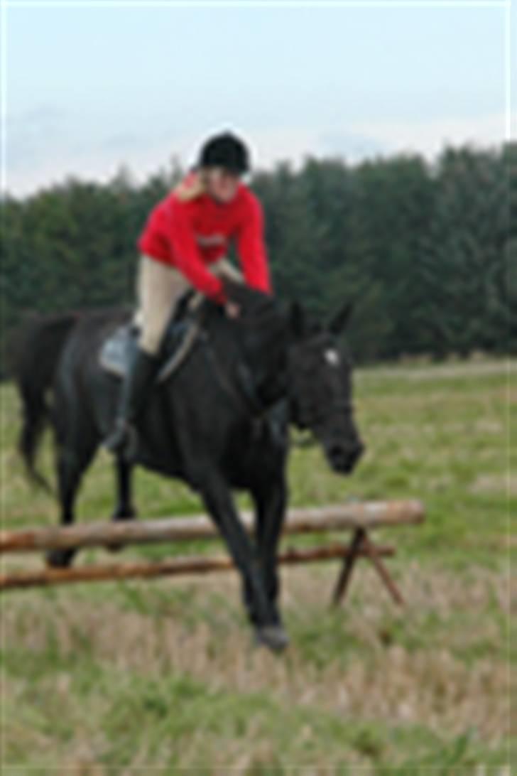 Oldenborg Kielstrupgårds MR. Malou  billede 19