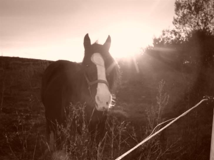 Irish Cob Barbie R.I.B billede 15