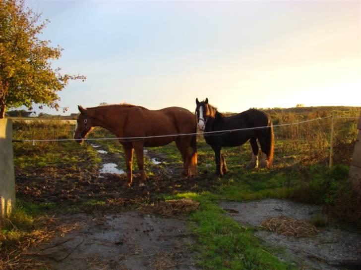 Irish Cob Barbie R.I.B billede 16