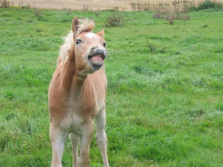 Haflinger Arthos Nordan  solgt billede 6