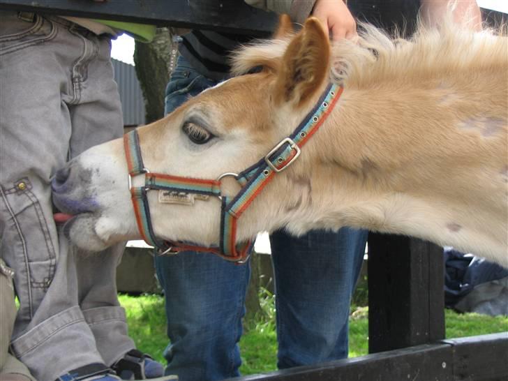Haflinger Arthos Nordan  solgt billede 7