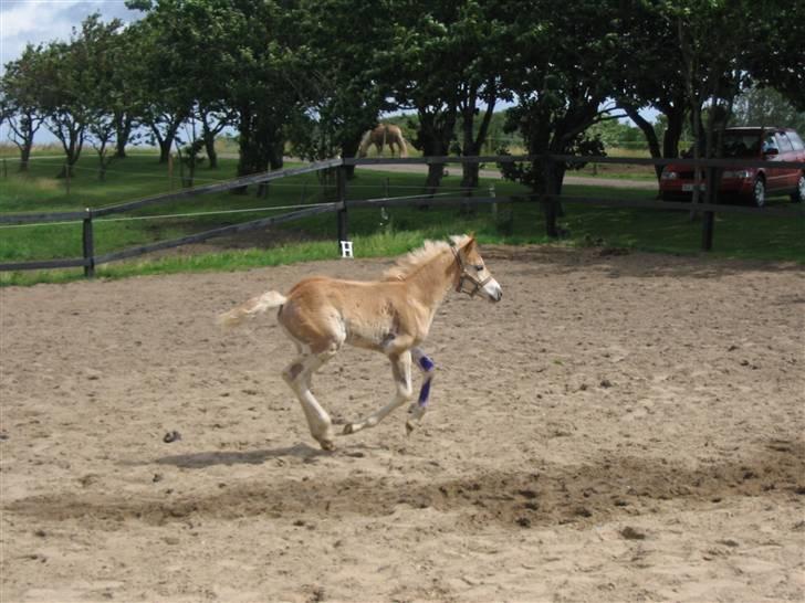 Haflinger Arthos Nordan  solgt billede 8