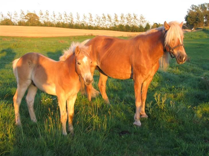 Haflinger Arthos Nordan  solgt billede 9