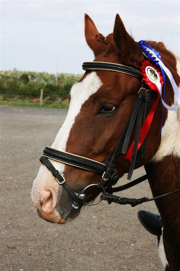 Pinto Zwier <3<3 -solgt :( - Velkommen til zwier´s Profil ;D Læg gerne en kommentar og en bedømmelse ;D Foto: Sofie Thorgaard billede 1