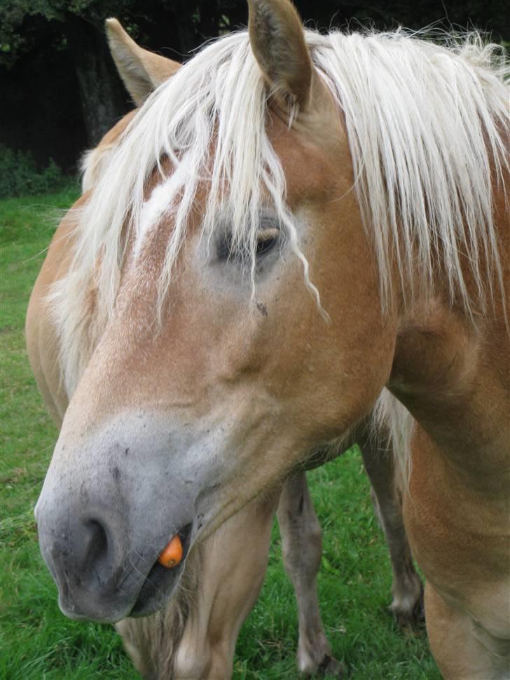 Haflinger Arthos Nordan  solgt billede 10
