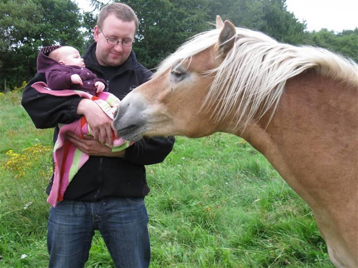 Haflinger Arthos Nordan  solgt billede 11