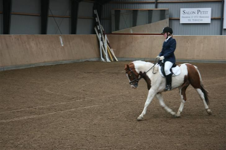 Pinto Zwier <3<3 -solgt :( - Stævne på HDR d. 4/10-09. LB1  Foto: Sofie Thorgaard billede 3