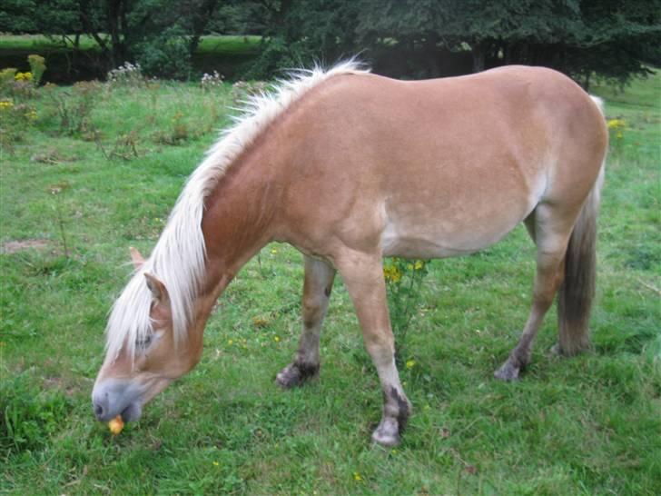 Haflinger Arthos Nordan  solgt billede 12