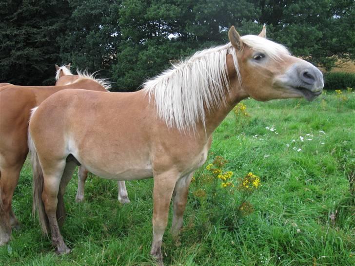 Haflinger Arthos Nordan  solgt billede 13