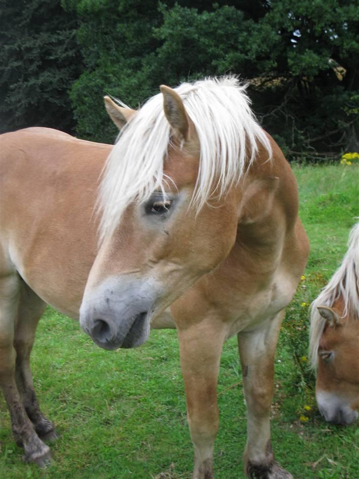 Haflinger Arthos Nordan  solgt billede 14