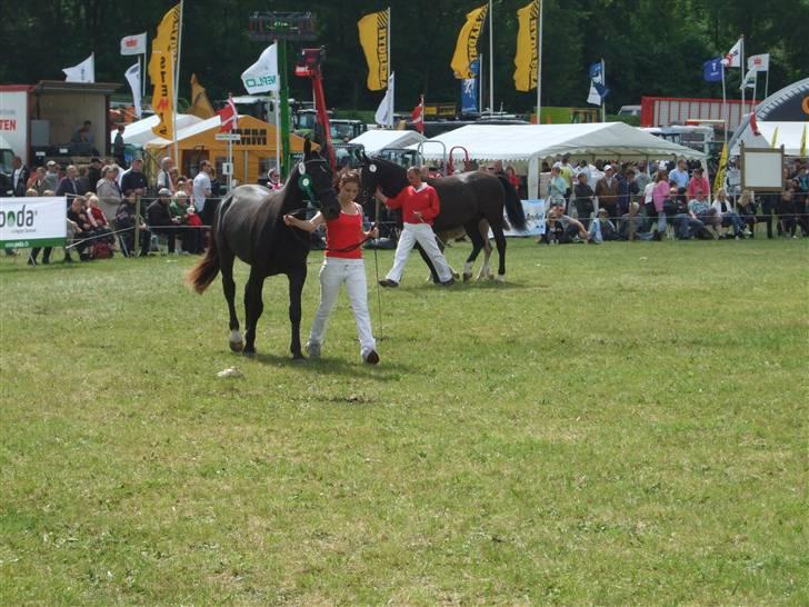 Oldenborg Diablo  " solgt " SAVNET - 2009 gammel estrup  billede 4