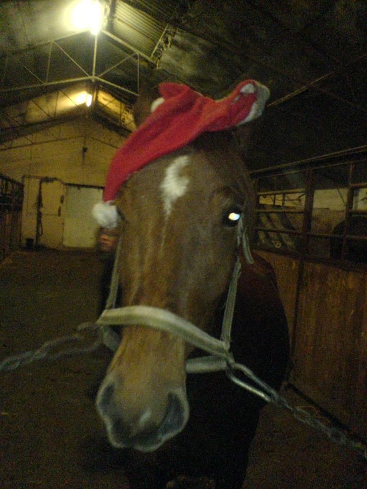 Anden særlig race Sørupgaards Sputnik solgt - Nu er det jul igen og nu er det jul igen :D billede 7
