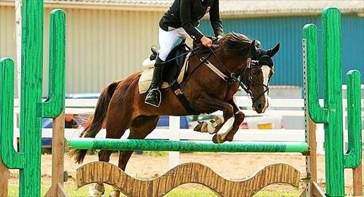 New Forest Luna - Luna & jeg til c-stævne i NFRK d. 11/7-08. billede 3