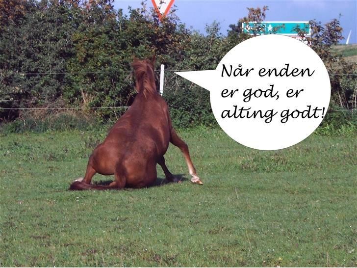 Anden særlig race Sørupgaards Sputnik solgt - Når man bliver træt og trænger til et hvil ;) billede 9