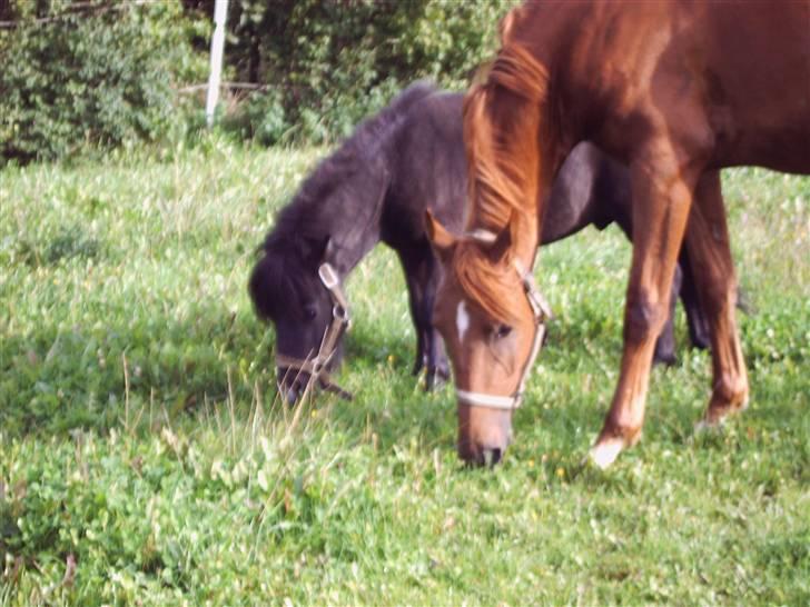 Anden særlig race Sørupgaards Sputnik solgt - Spiser græs med bedstevennen :) billede 10