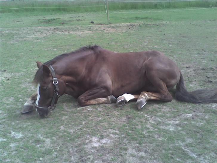 New Forest Luna - Luna elsker at ligge og hygge på folden :D billede 4